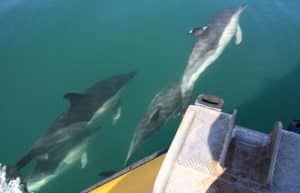 Common dolphins bow riding Venture Jet boat on offshore jet boat trip