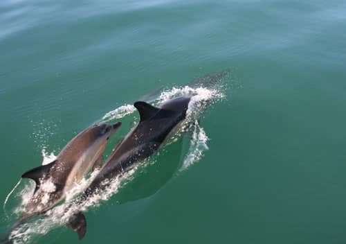 Common dolphins come close to Venture Jet boat on offshore jet boat trip