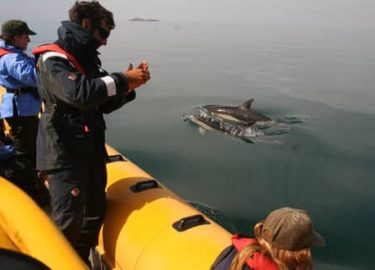 Common dolphins alongside Venture Jet boat off Grassholm Island Pembrokeshire
