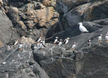 Puffins seen on bird watching tour with Venture Jet