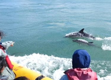 Dolphins alongside Venture Jet boat on wildlife trip St Davids